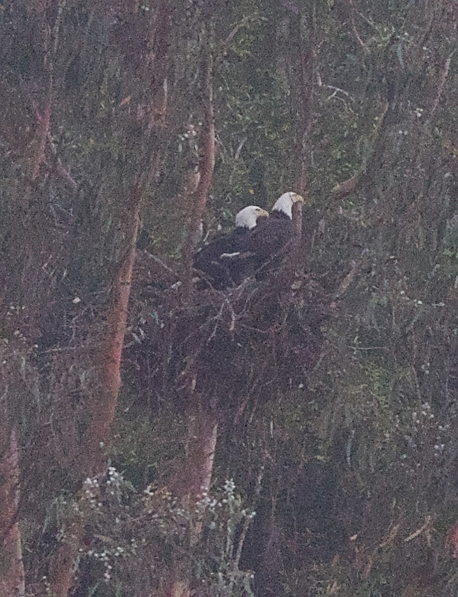 Pygargue à tête blanche - ML646227427