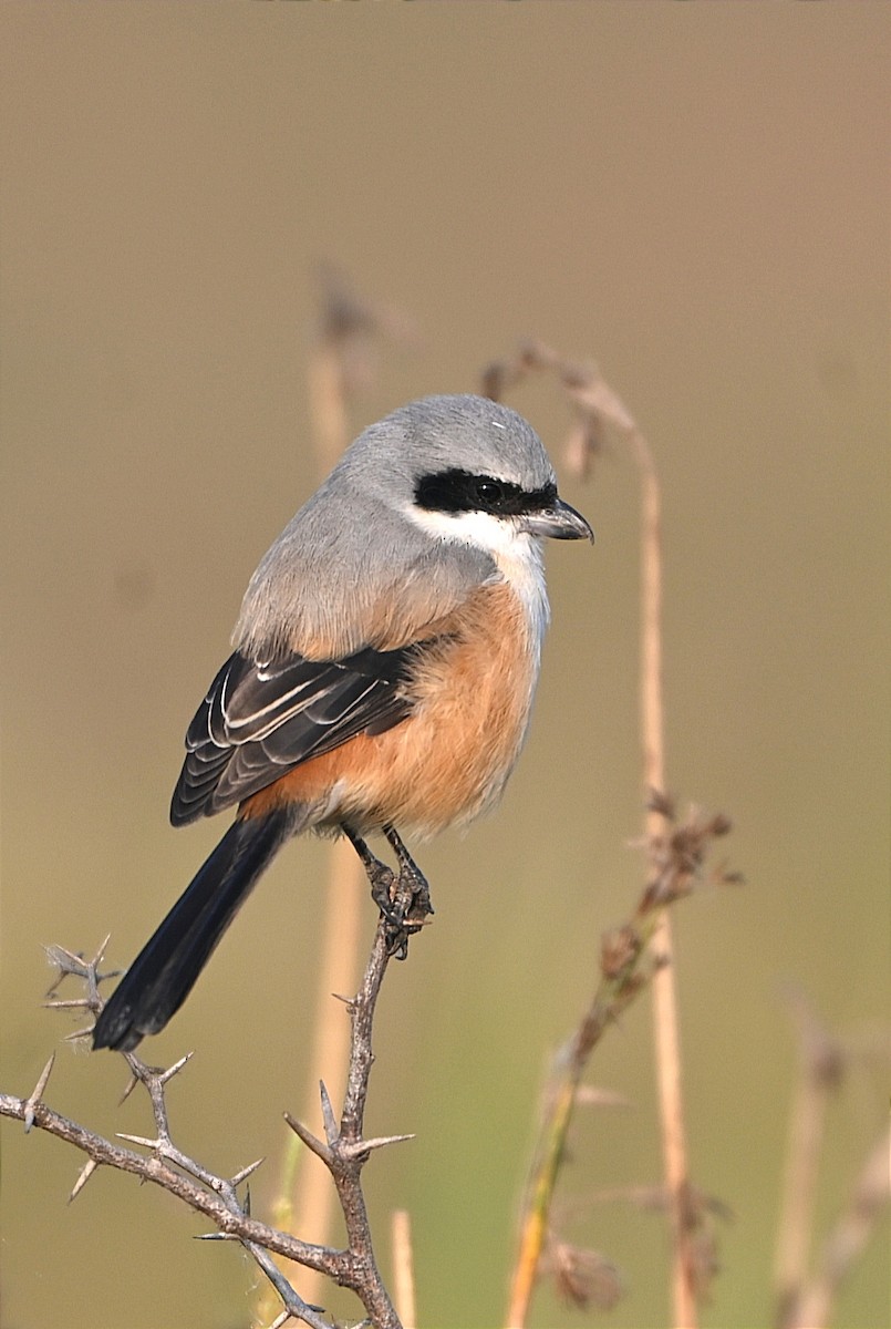 Pie-grièche schach - ML646227432