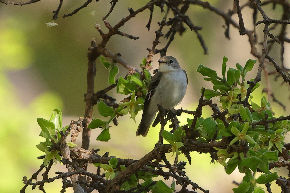 Halbringschnäpper - ML646227435