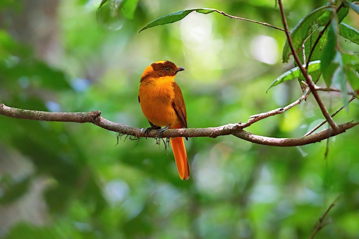 Säulenlaubenvogel - ML646227436