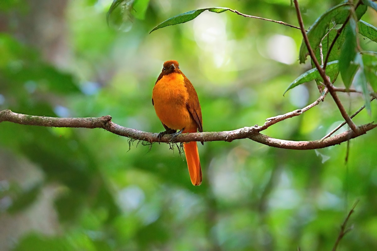 Säulenlaubenvogel - ML646227437