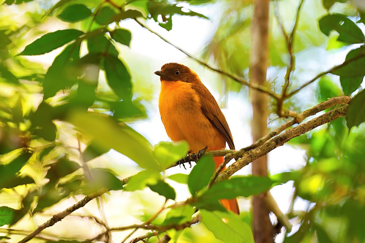 Säulenlaubenvogel - ML646227438