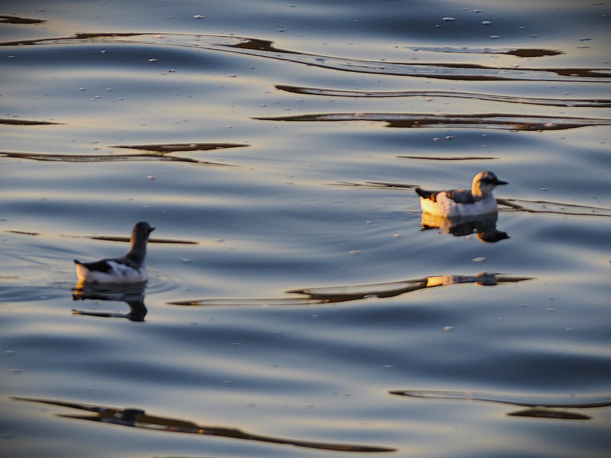 Taubenteiste - ML646227439