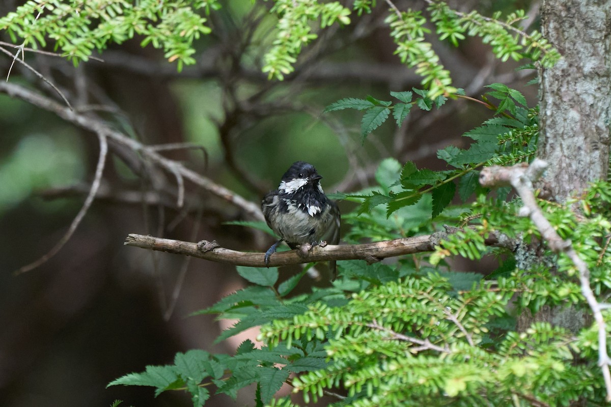 Tannenmeise - ML646227442