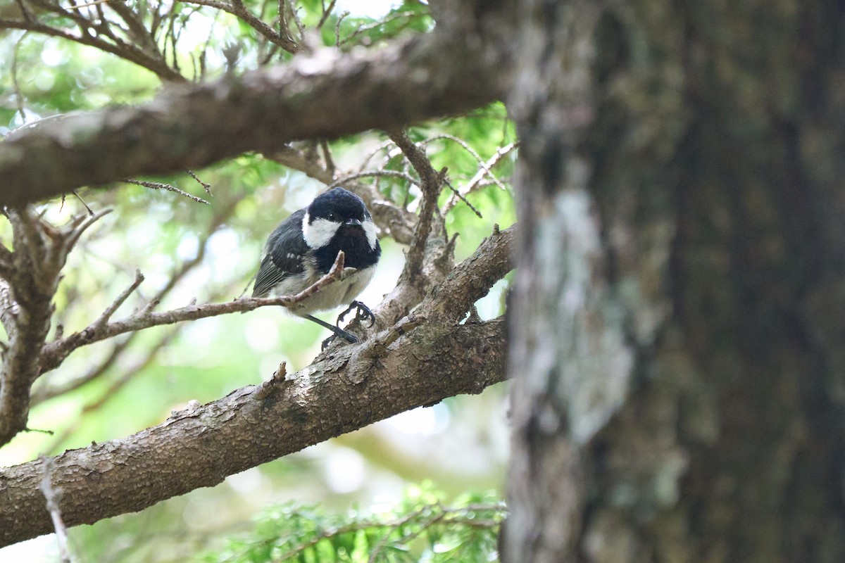 Tannenmeise - ML646227443