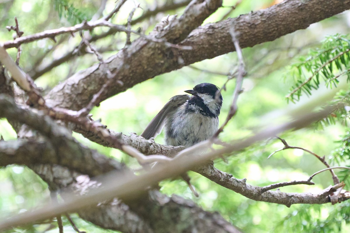 Tannenmeise - ML646227444