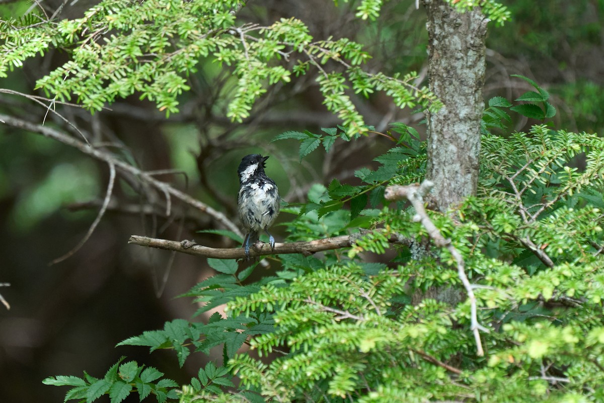 Tannenmeise - ML646227445