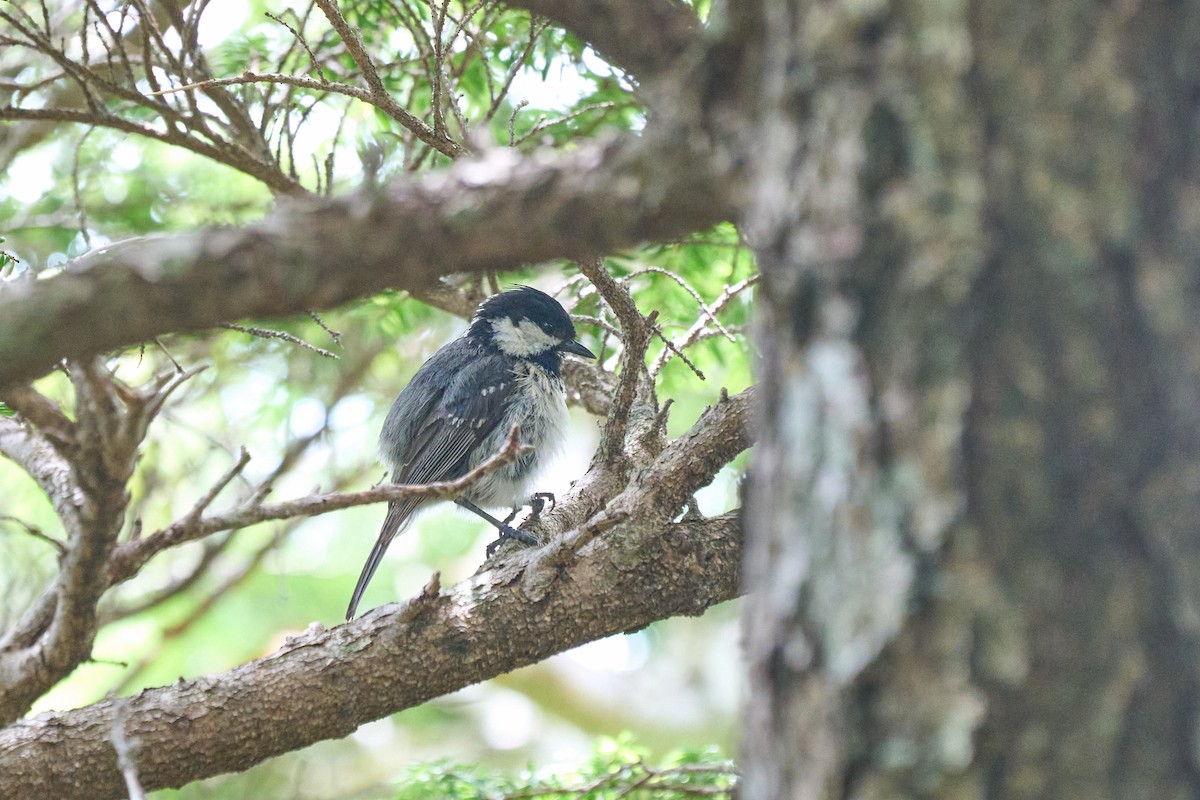 Tannenmeise - ML646227446