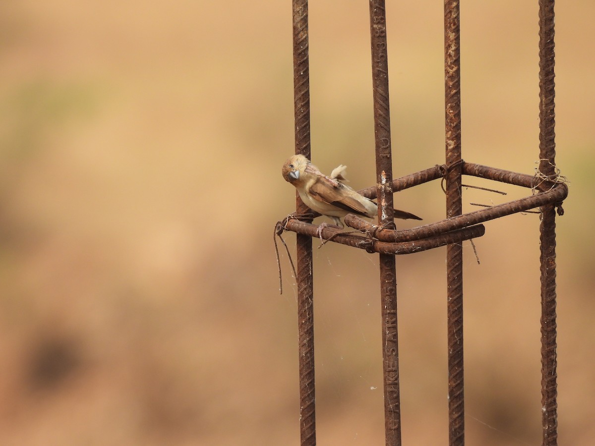 Indiensilberschnabel - ML646227448