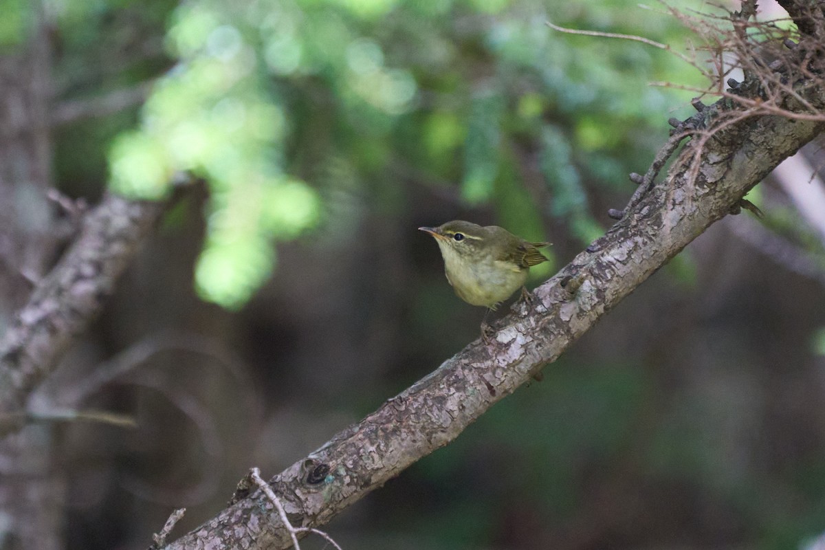 Japanlaubsänger - ML646227449