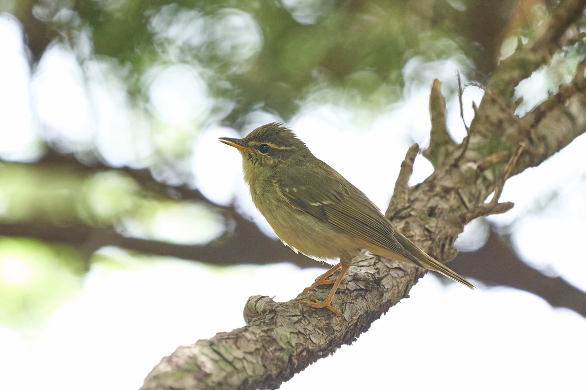 Japanlaubsänger - ML646227451