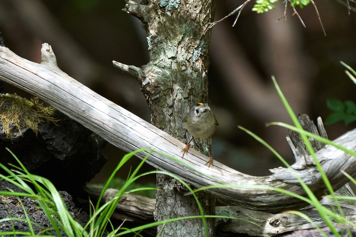 Wintergoldhähnchen - ML646227452