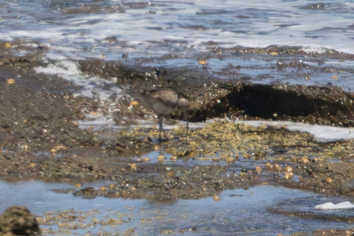 Regenbrachvogel - ML646227453