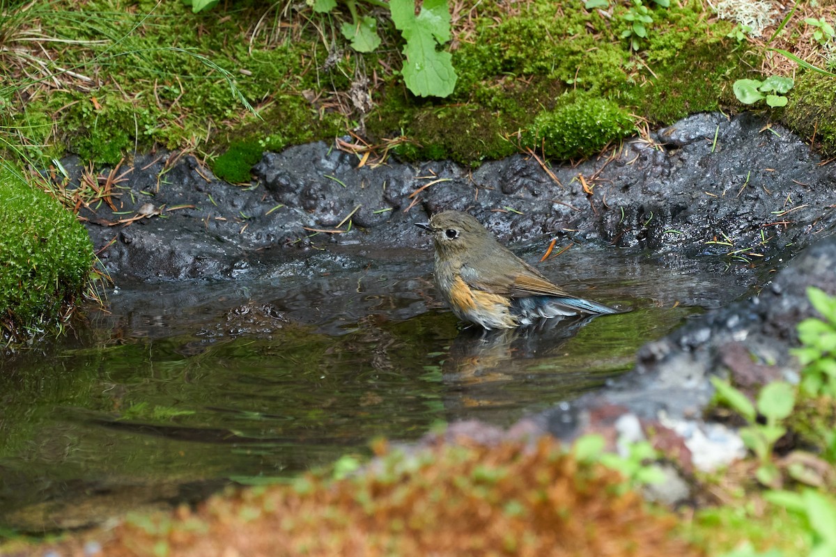 Blauschwanz - ML646227456