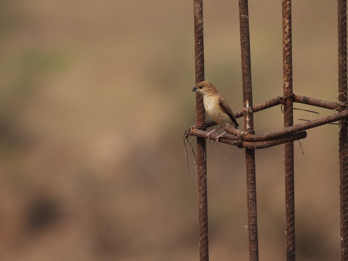 Indiensilberschnabel - ML646227457