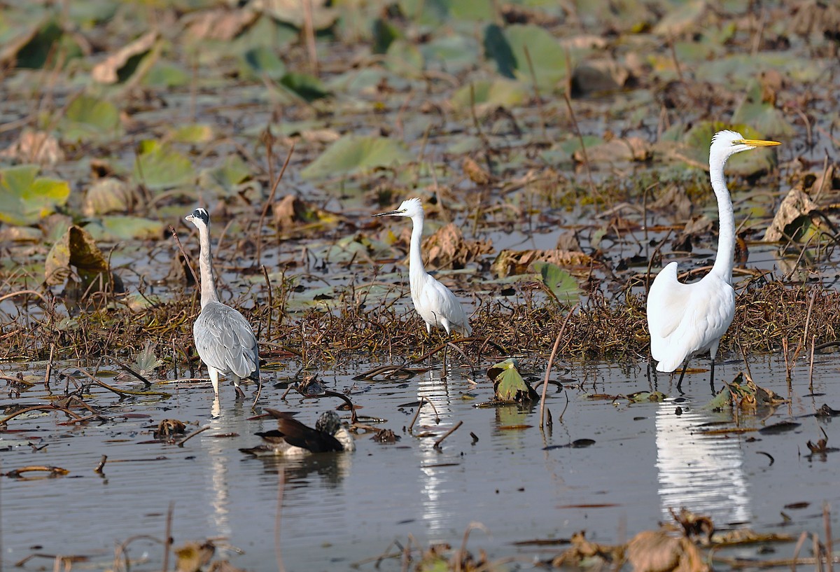 Asienmittelreiher - ML646227458