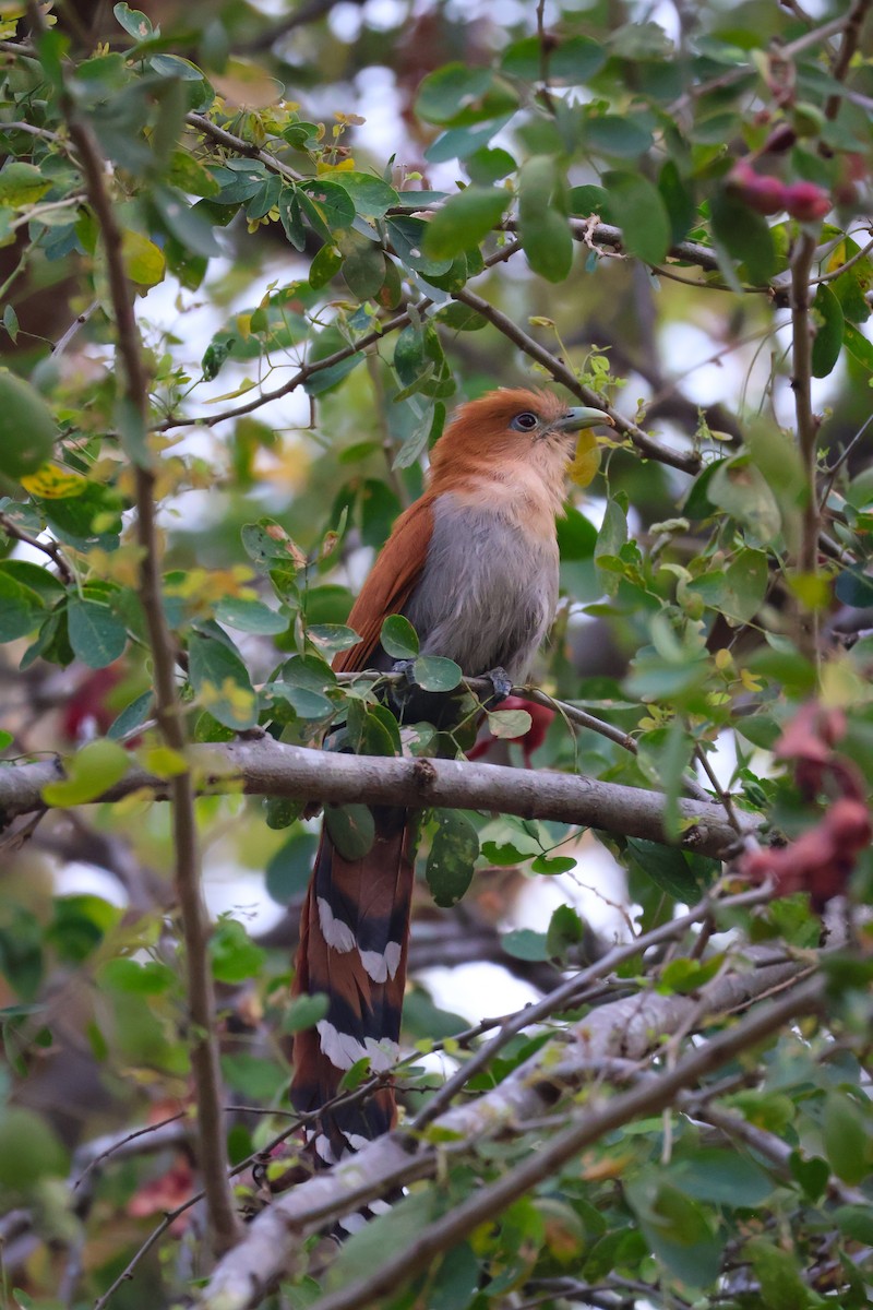 Mexican Squirrel-Cuckoo - ML646227459