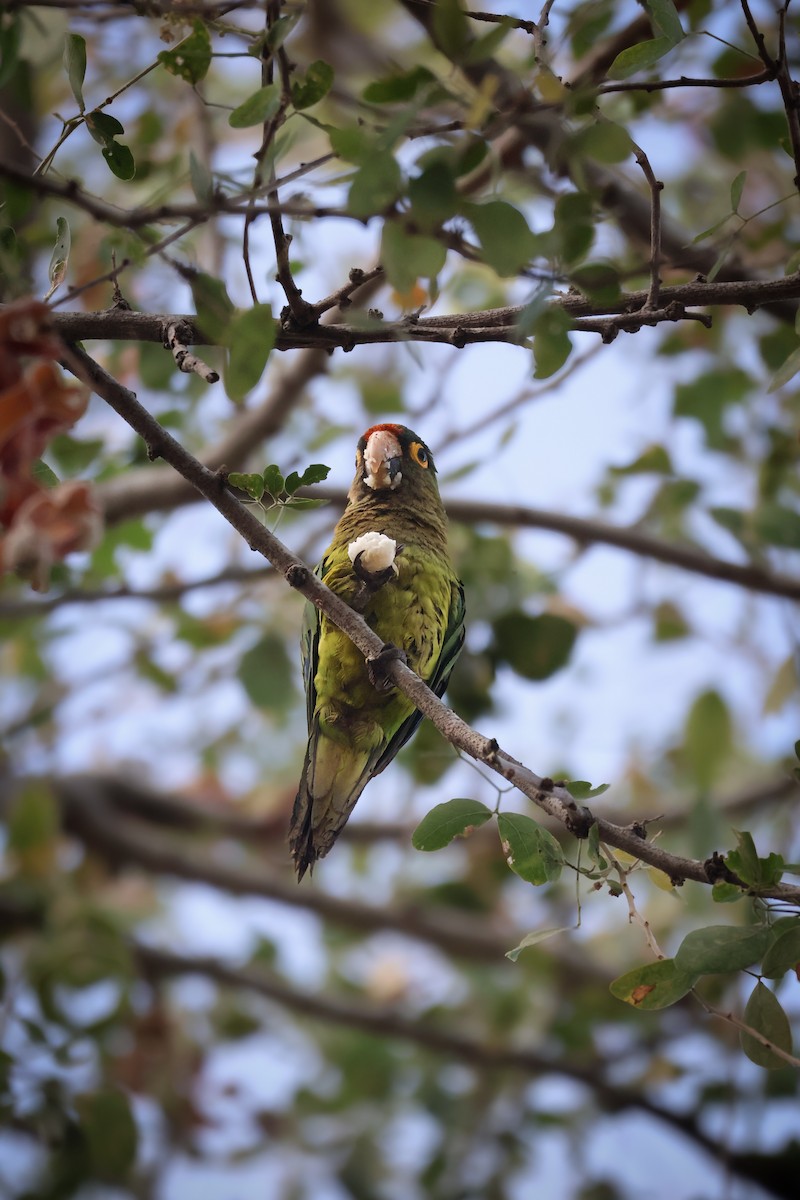 Elfenbeinsittich - ML646227460