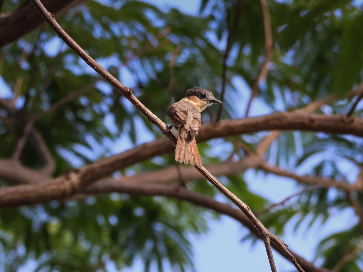 Rosenkehlbekarde - ML646227461