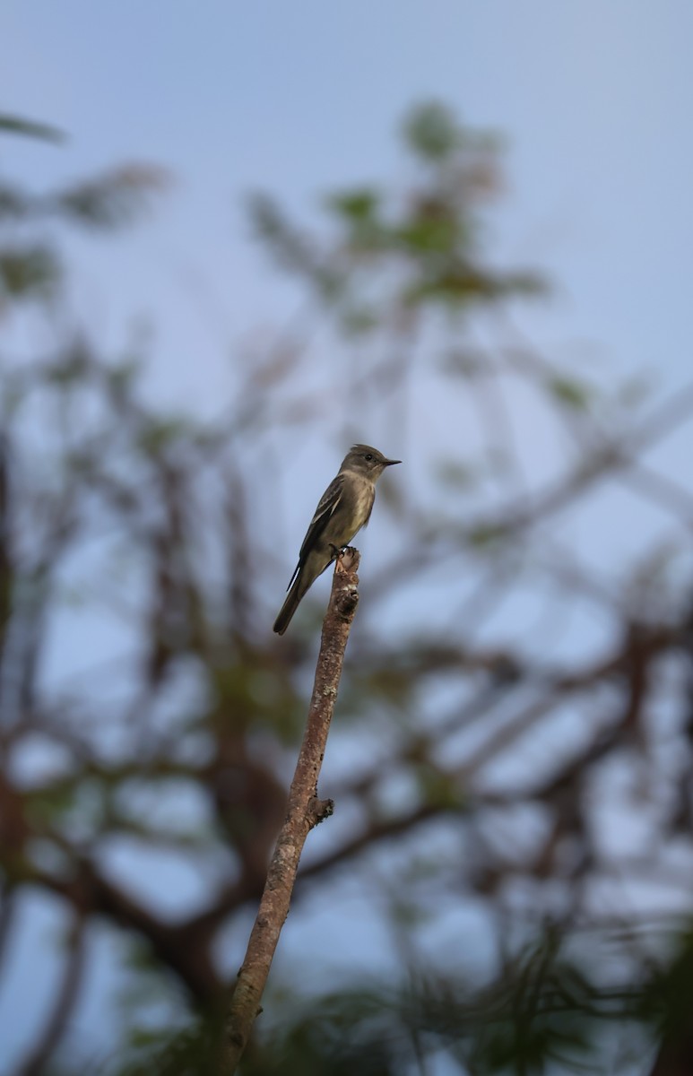 Blasskehl-Schnäppertyrann - ML646227463