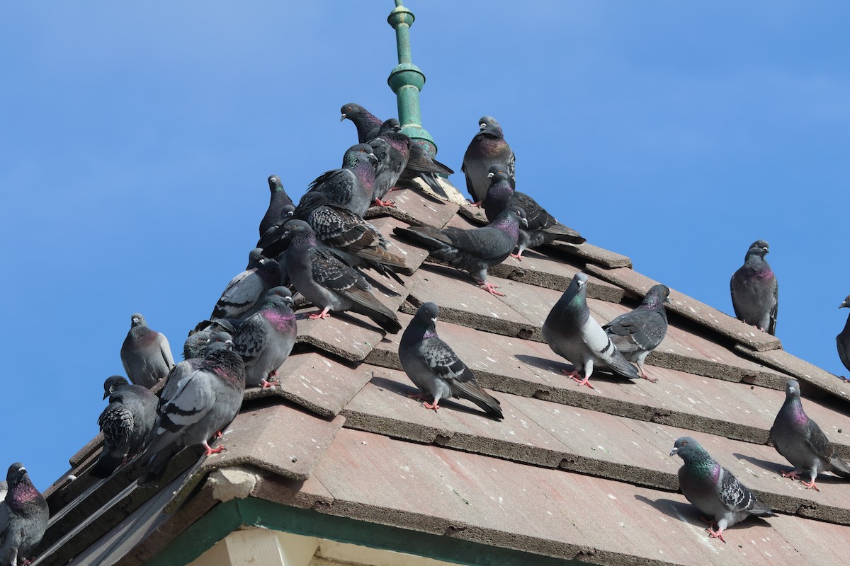 Rock Pigeon (Feral Pigeon) - ML646227465