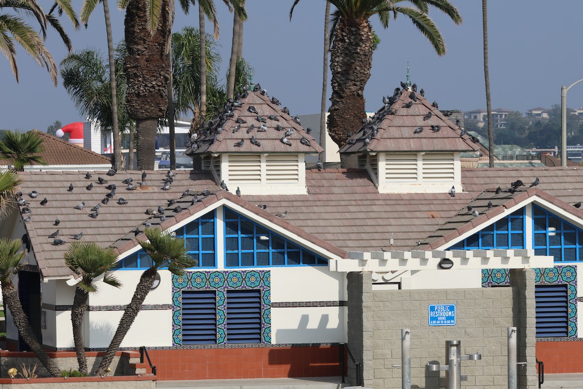 Rock Pigeon (Feral Pigeon) - ML646227478