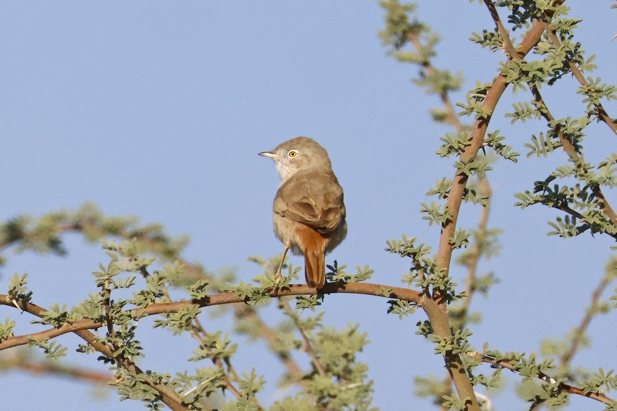Asian Desert Warbler - ML646227481