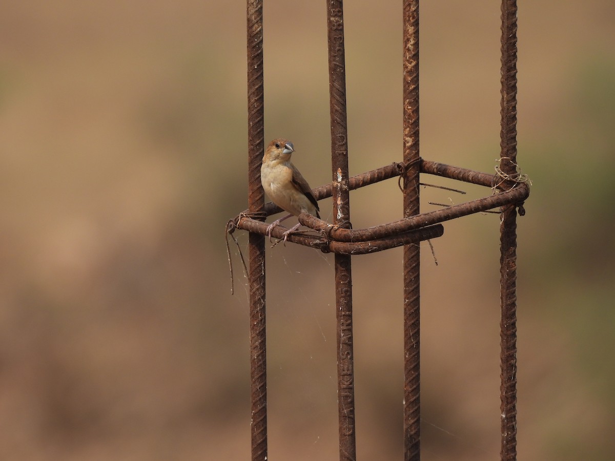 Indian Silverbill - ML646227482