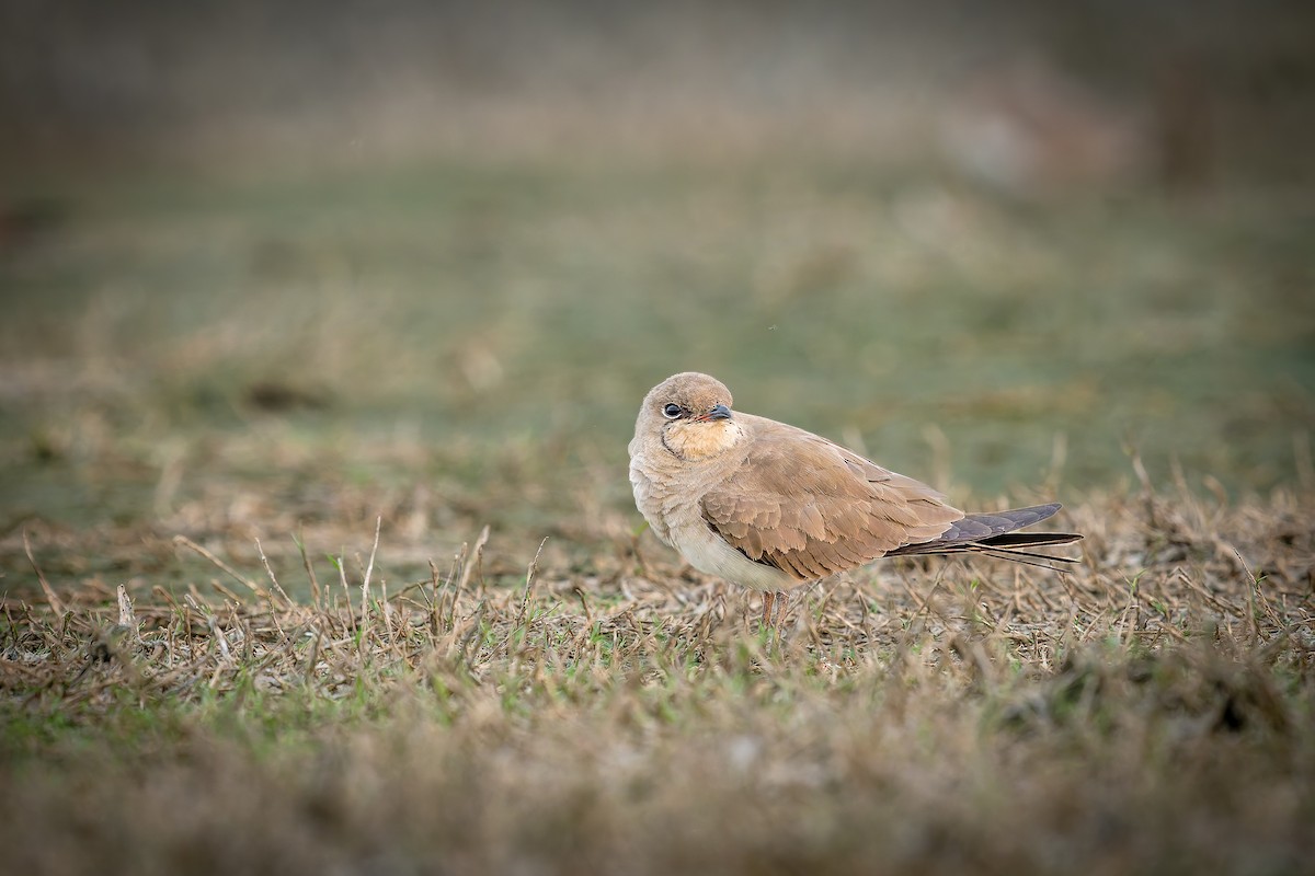 Collared/Oriental Pratincole - ML646227488