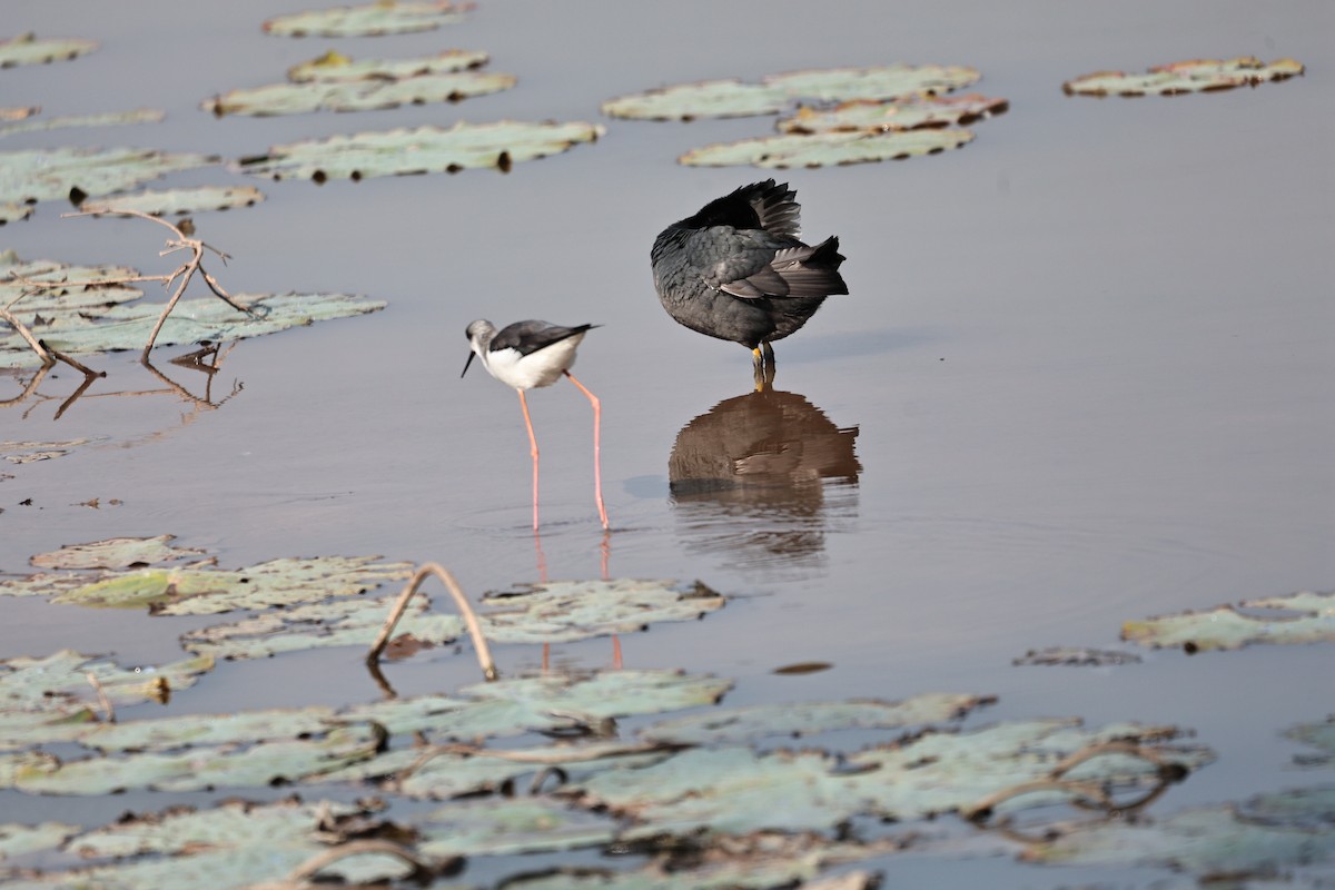 Cigüeñuela Común - ML646227489