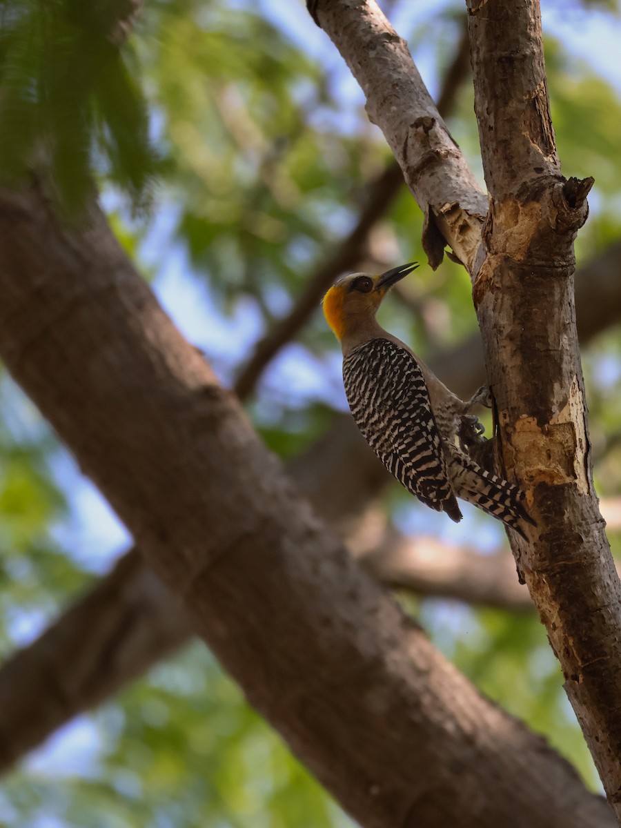 Golden-cheeked Woodpecker - ML646227490