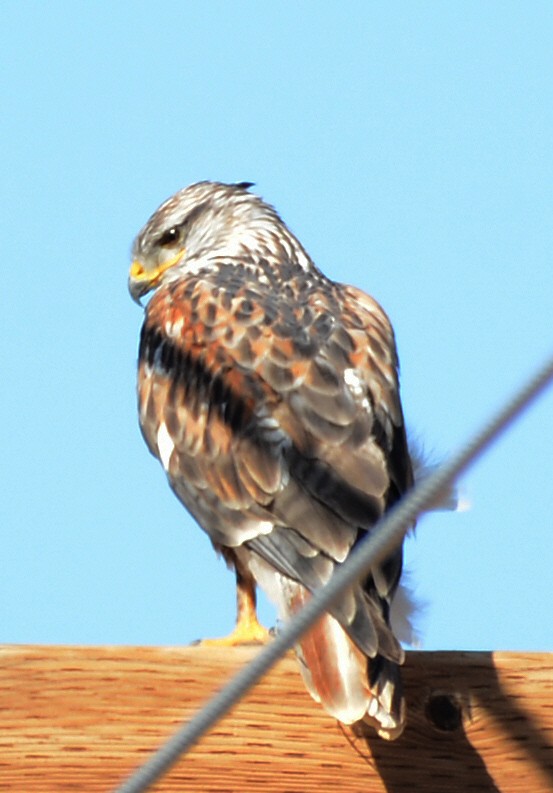 Ferruginous Hawk - ML646227491