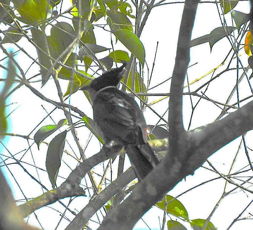 カンムリカッコウ - ML646227492