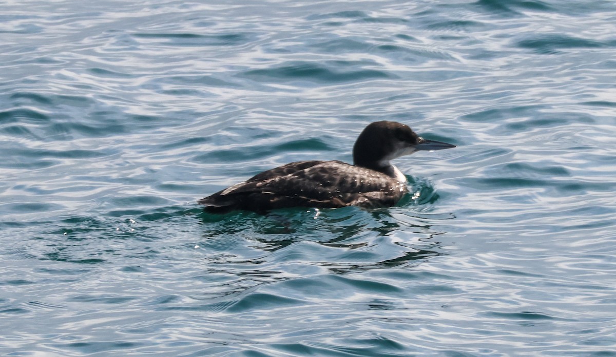 Strolaga maggiore - ML646227493