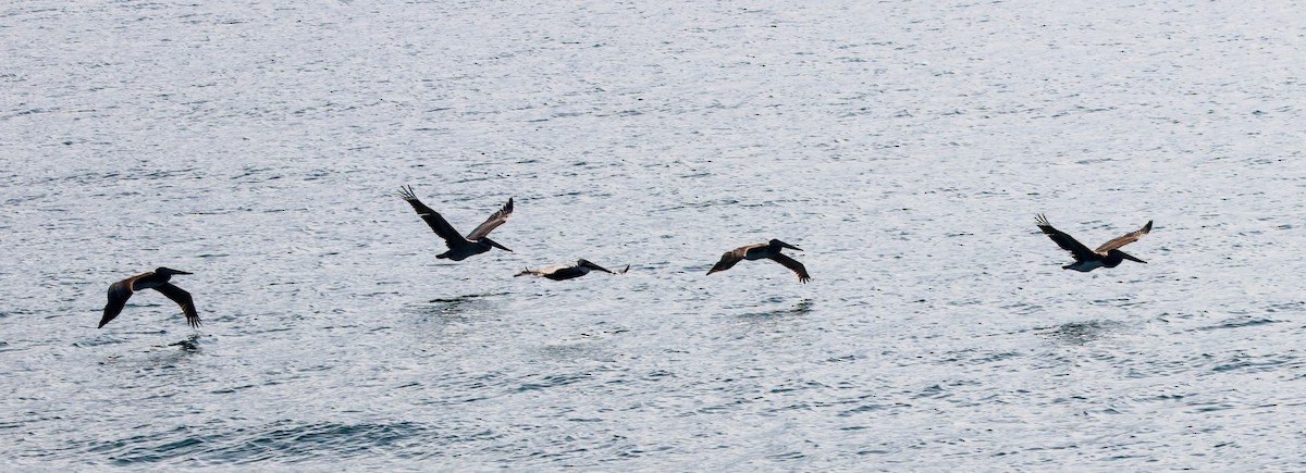 Pelícano Pardo - ML646227496