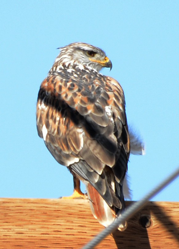 Busardo Herrumbroso - ML646227497