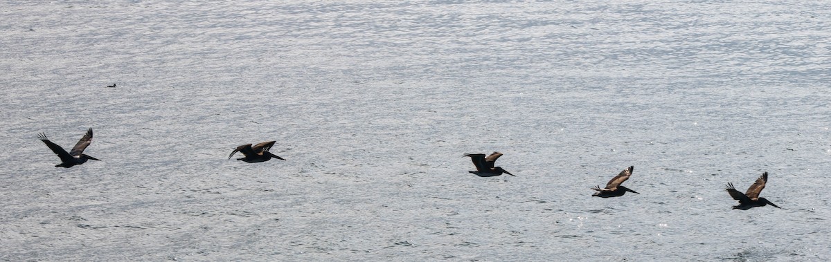 Pelícano Pardo - ML646227501