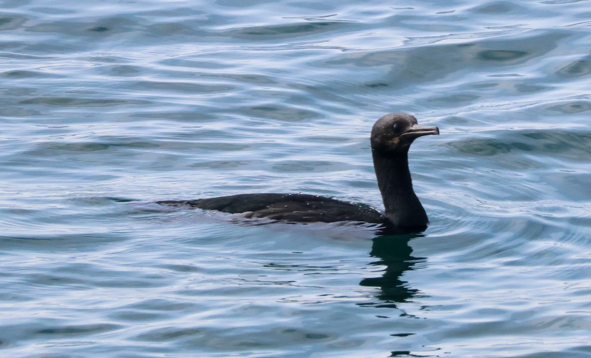 Cormorán Sargento - ML646227502