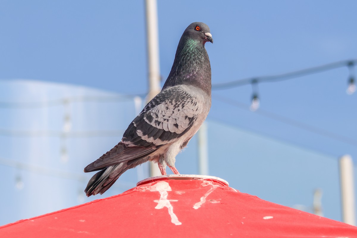 Paloma Bravía (variedad doméstica) - ML646227506