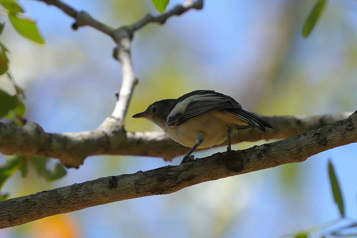 Papamoscas (Muscicapa/Bradornis) sp. - ML646227507