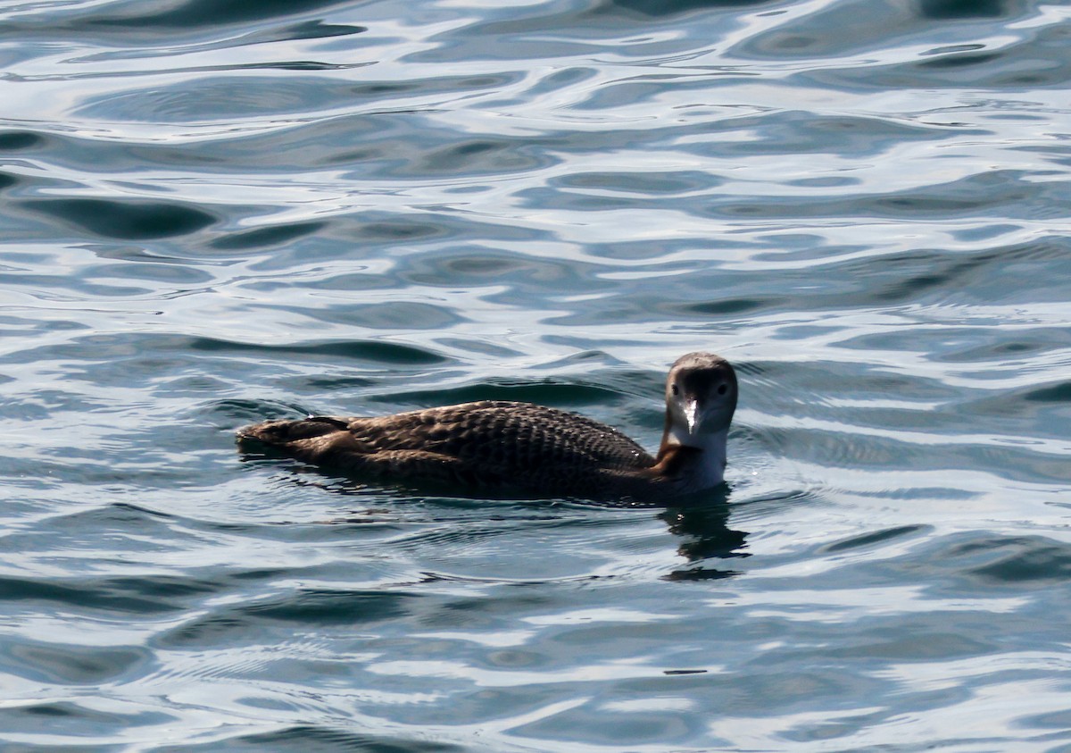 Colimbo Grande - ML646227509