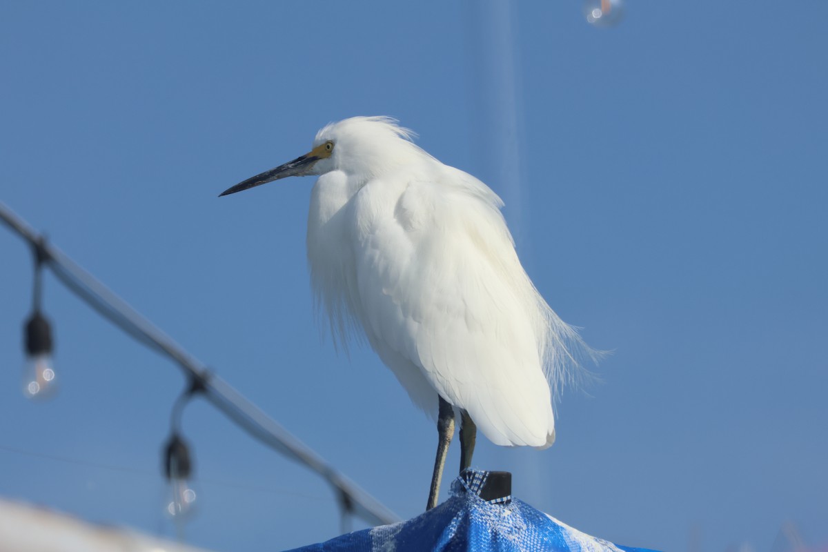 Garceta Nívea - ML646227510