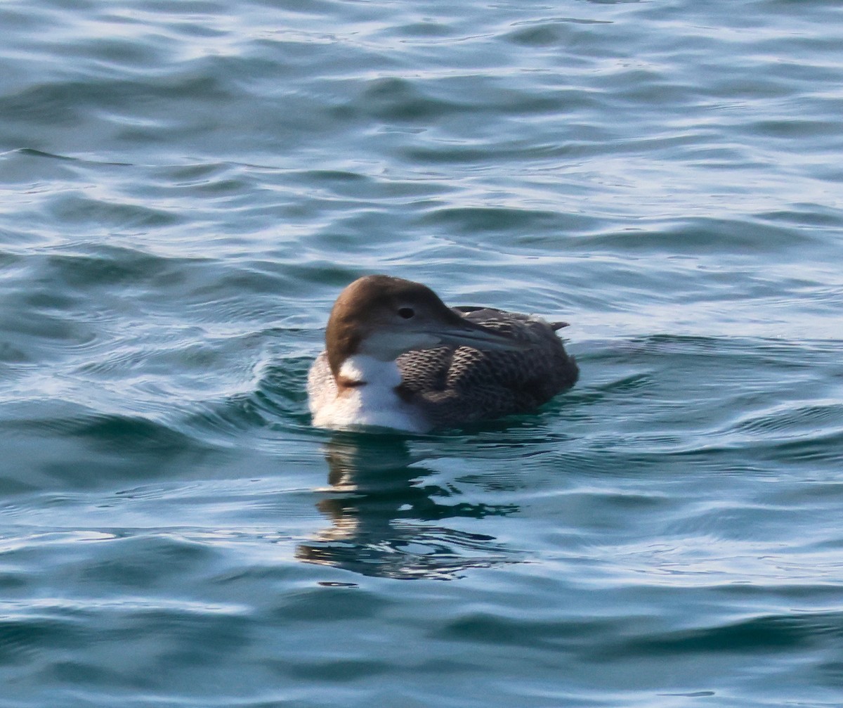 Colimbo Grande - ML646227511