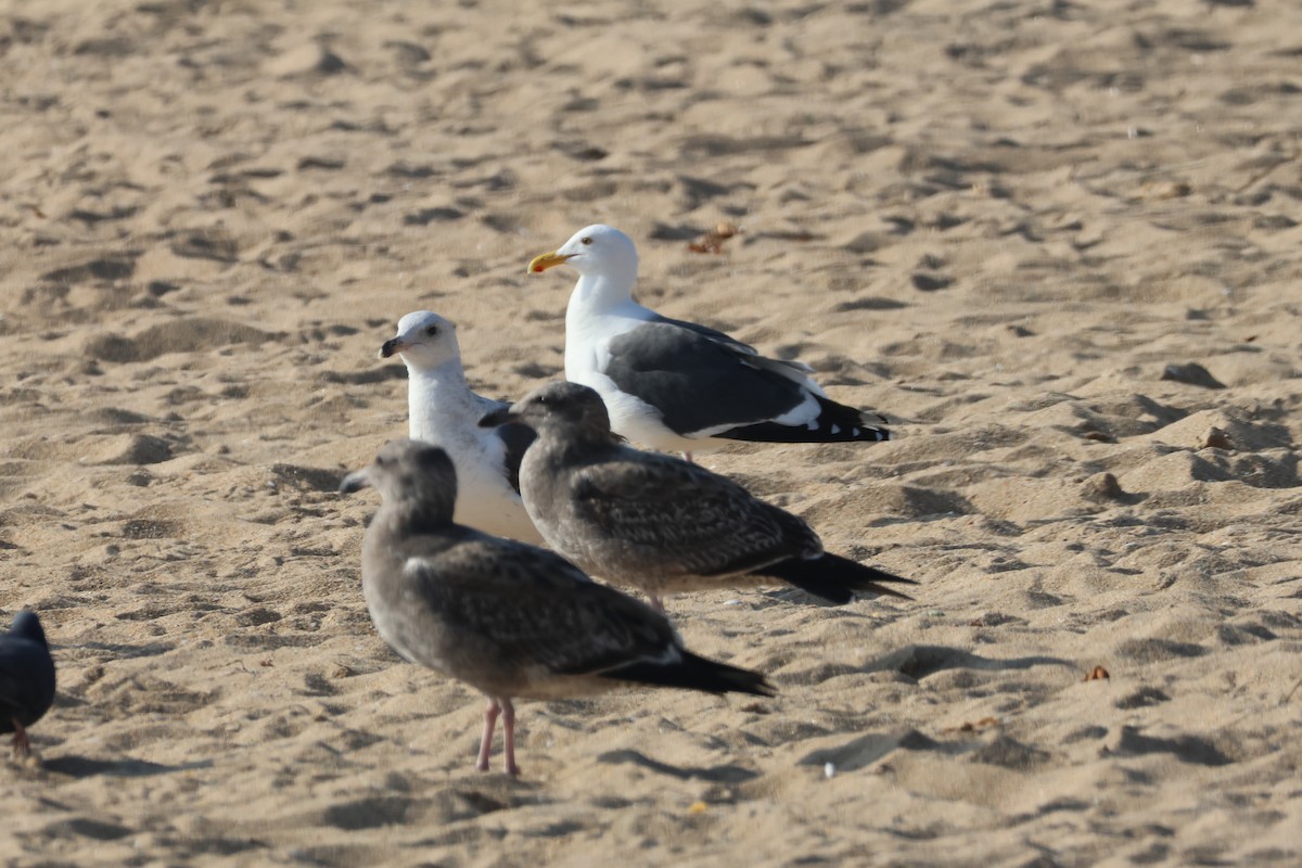 Gaviota Occidental - ML646227513