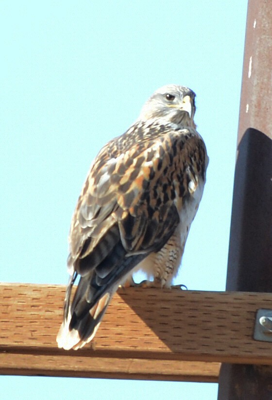 Busardo Herrumbroso - ML646227516