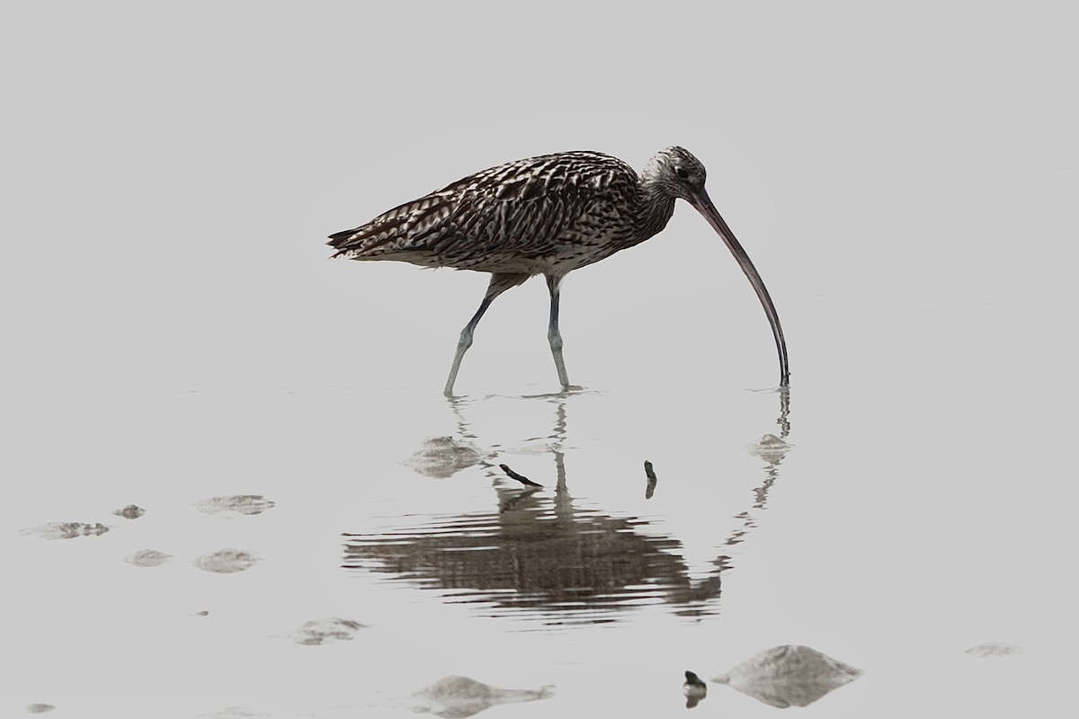 Zarapito Siberiano - ML646227518