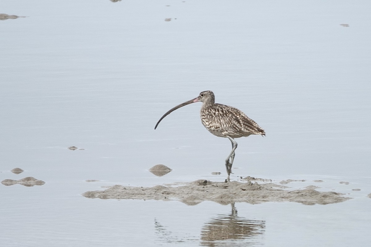 Zarapito Siberiano - ML646227519