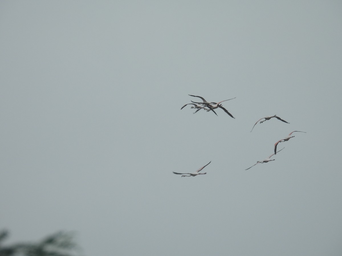 Flamenco Común - ML646227523