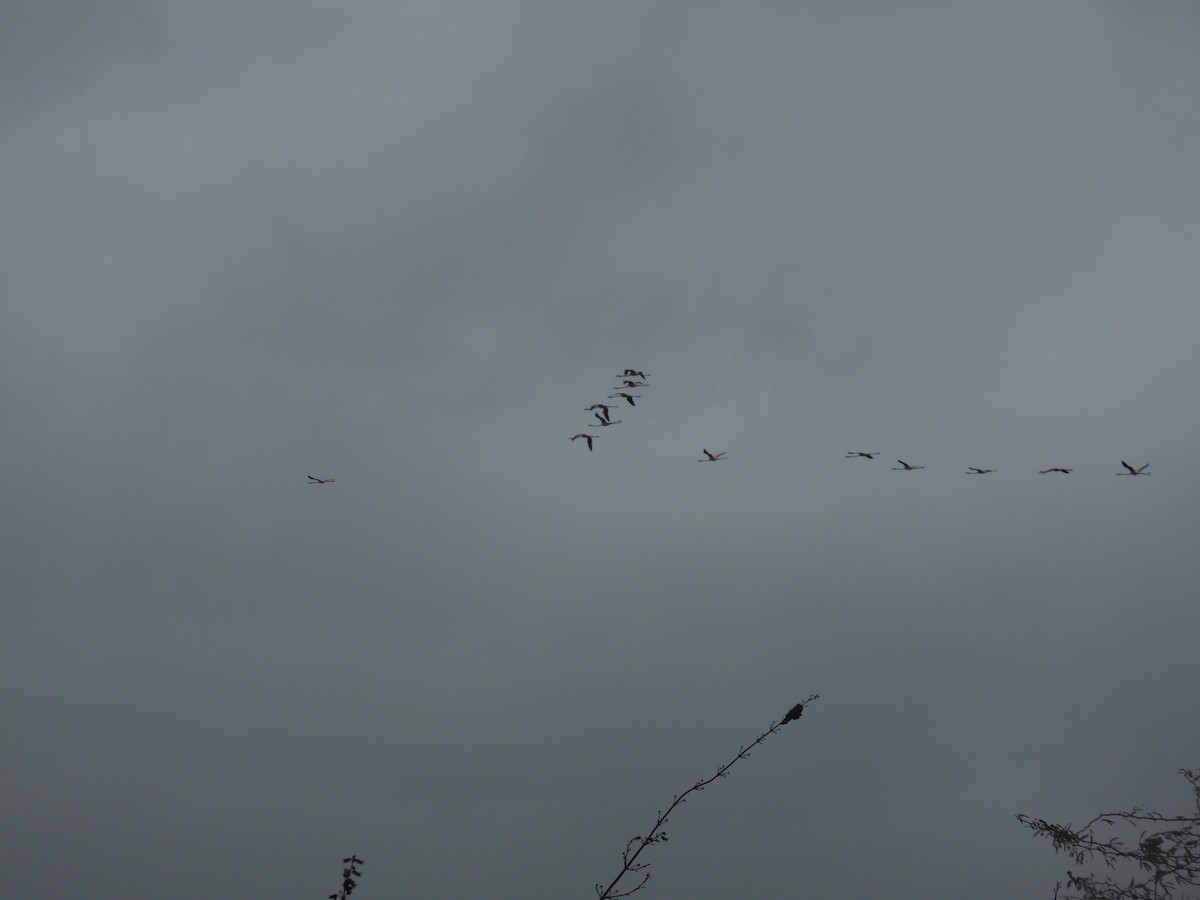 Flamenco Común - ML646227524