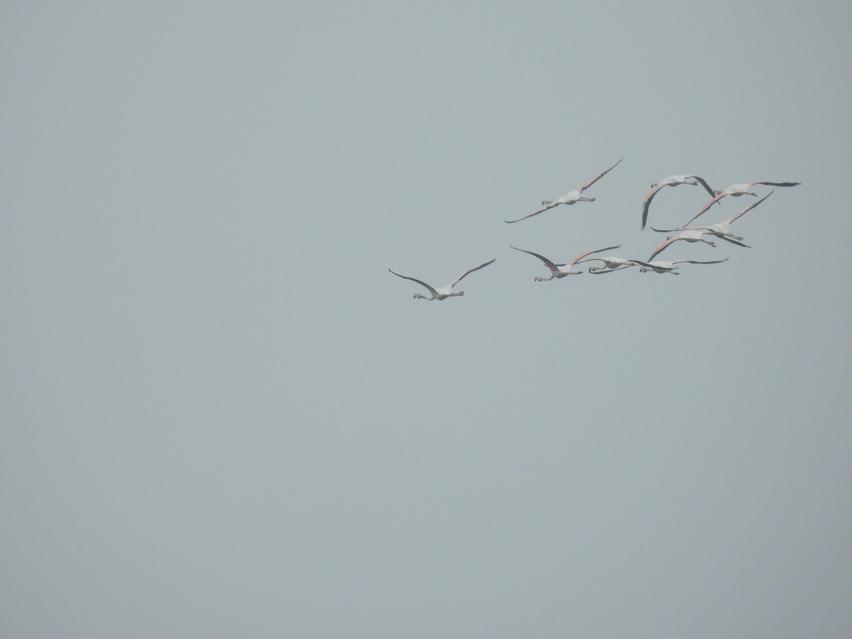 Flamenco Común - ML646227525